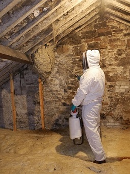 Wasp nest removal by Cumbria wasp control